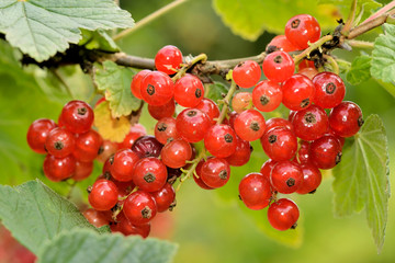 Johannisbeeren