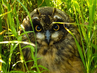 Owl