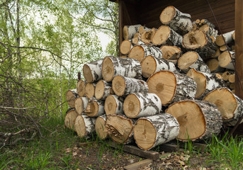 stacked birch logs