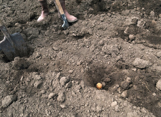 farmers planting potato in the soil