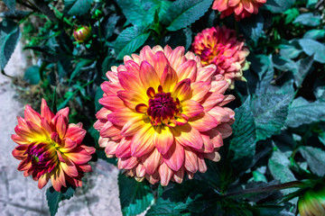 Top view of colorful pink flowers