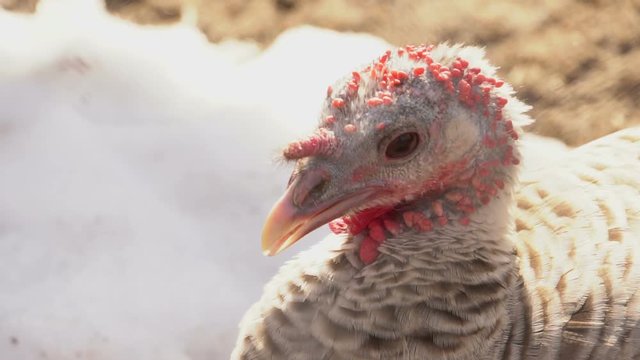 turkey head close up