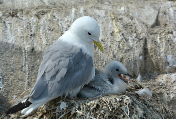 Kittiwake
