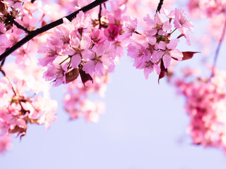 Spring season background of pink cherry blossoms in bright sunlight over a light blue sky