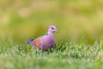 Turtle dove, Streptopelia turtur, Single bird in grass. The natural scenery of Slovakia, Europe. Wildlife.