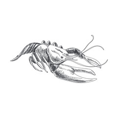 Beautiful vector hand drawn seafood Illustration.