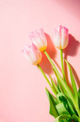 Three pink tulips on a pink background. Top view and copy space.