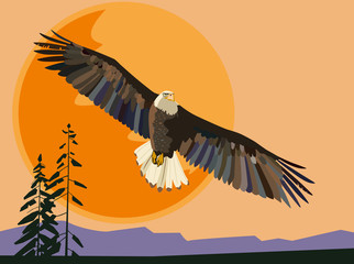 Eagle flies against the setting sun. Vector drawing