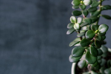 Flowering Succulent Crassula on a dark gray background
