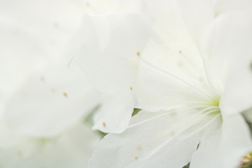 White flower close-up. Azalea as a background texture.