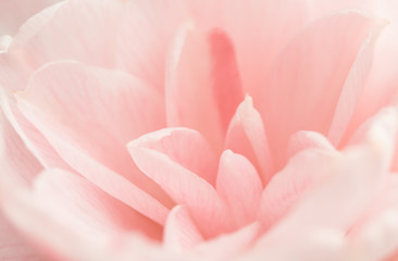 Gently pink flower close-up. Cute fresh innocent dream as a background texture.