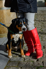 Entlebucher Dog sitting beside red boots