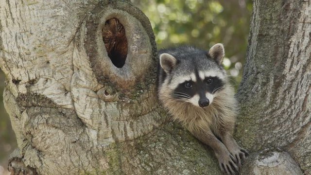 Raccoon