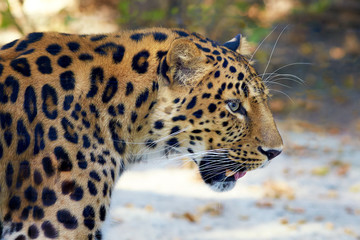 Closeup of a beautiful leopard.