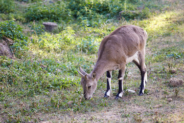 Mountain Goat Grazing on grass