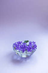 Purple campanula flowers in glass bowl