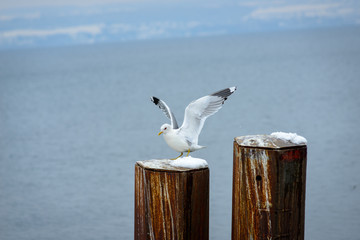 Smaller seagulls on poles at lake constance