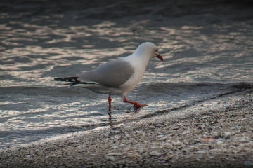 Möwe // Gull