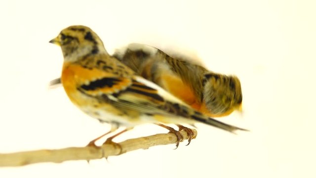 Two Brambling (Fringilla montifringilla) sits on a branch, isolated on white screen