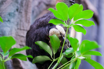 Sloth animal eats leaves of trees