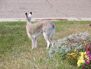 Rabbit Stretching, Edmonton, Alberta