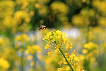 Dongting country wild flowers.