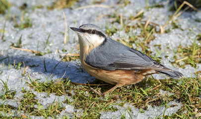 Nuthatch