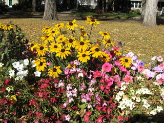 Obraz premium Black-eye Susans In Bloom at Alexander Circle, Edmonton, Alberta
