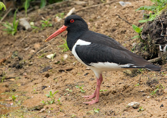 Oystercatcher