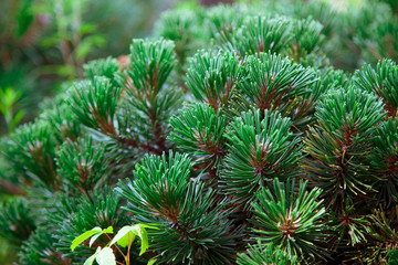 Branches of pine