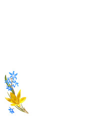 Crocus and scilla flowers background