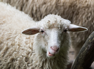 sheeps close-up