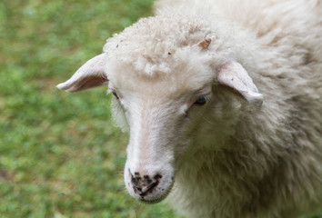 sheeps close-up