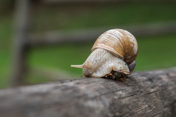 snail on a tree