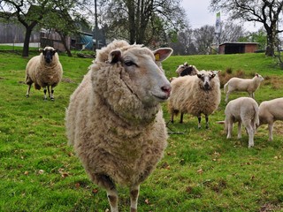 Obraz premium Schafherde auf einer Wiese