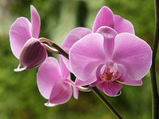 Orchidee. Orchidaceae. 