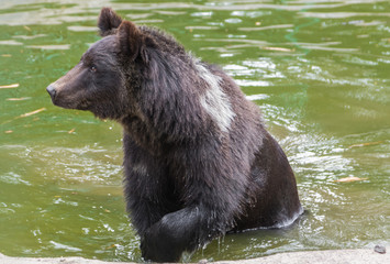 brown bear