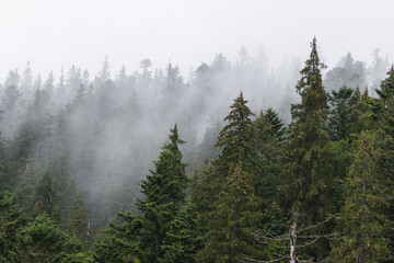 trees in the fog. Beautiful view of the Carpathians