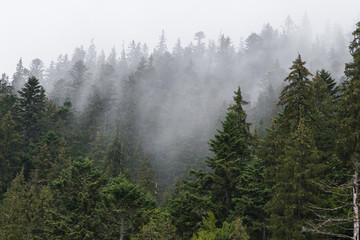 trees in the fog. Beautiful view of the Carpathians