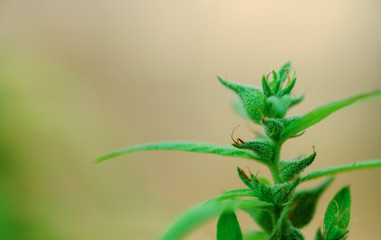 marijuana weed smoking close up on background