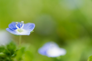 オオイヌノフグリ