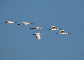 A flock of an Eurasian spoonbills in flight against a background blue sky