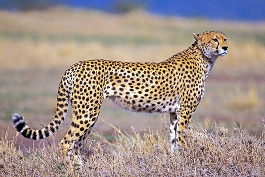 Beautiful Cheetah Cat in Savannah, hunting, Kenya, Africa.