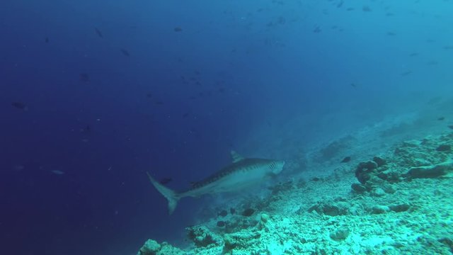 Tiger Shark emerges from the depths of the reef
