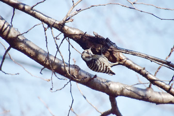 a woodpecker on old cherry tree / さくらの古木をつつくキツツキ (コゲラ)