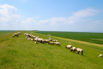 Obraz premium Deichschafe in Ostfriesland