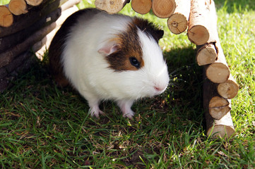 Meerschweinchen auf der grünen Sommerwiese