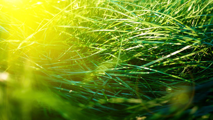 Green grass background, toned bright grass closeup view with sun beams and lens flare