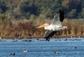Fototapeta na wymiar Pelican in Flight