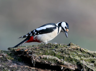 Close up and detailed photo a female great spotted woodpecker